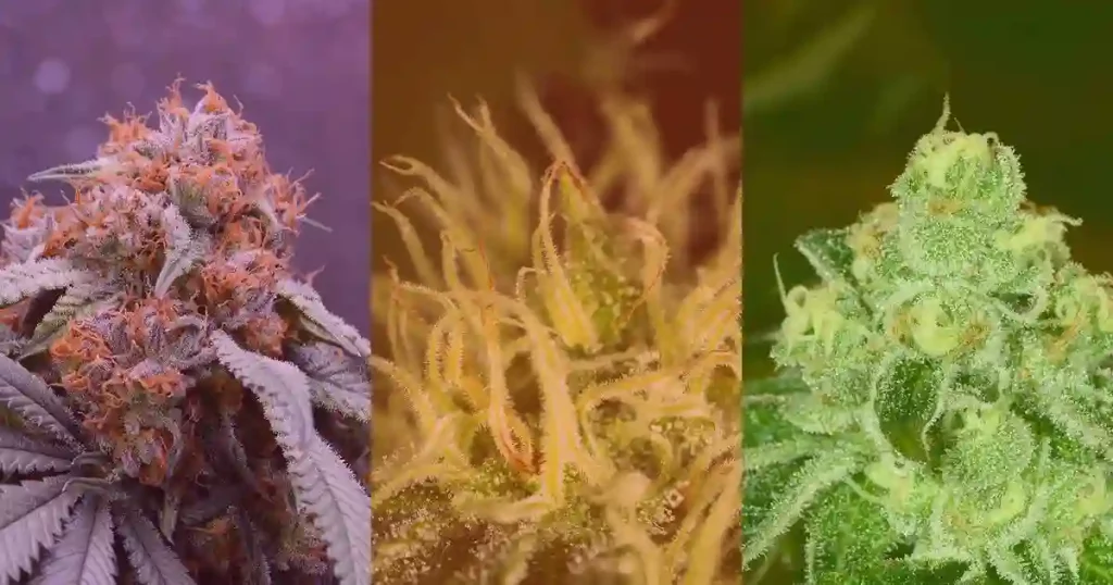 Hybrid Cannabis